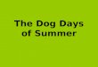 The dog days of summer