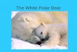 The white polar bear queralt 5