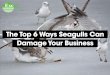 Top 6 Ways Seagulls Can Damage Your Business