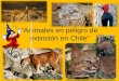 Ppt animales en peligro de extinción en chile