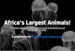 Africa’s largest animals! (and other strange beasts)