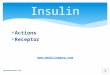 Insulin actions and  receptors