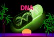 Biokimia DNA
