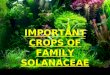 Important Solanaceae crops