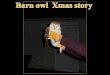 400 - Barn owl xmas story