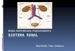 6.sistema renal.toni