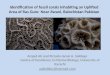 Identification of fossil corals amjad