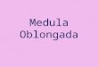 Medula oblongada