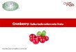 Cranberry: saiba tudo sobre esta fruta