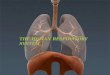 The human respiratory system ppt.1pptx