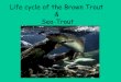 Trout cycle