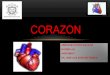 Corazon anatomia 2