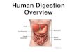 The digestivesystem and disorders