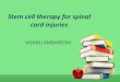 Stem cell therapy for spinal cord injuries