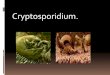 Cryptosporidium ya