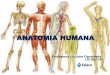 Anatomia  humana 1ª aula 10 mar 2014