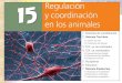 15   regulación y coordinación en animales i