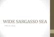 Wide Sargasso Sea - Settings