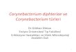 Corynebacterium diphteriae ve corynebacterium türleri (fazlası için  )