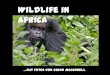 Wildlife in africa