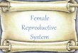 Female reproductive system (sistem reproduksi wanita)