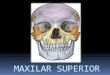 Maxilar superior