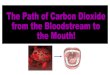 Path of co2 in blood stream to mouth