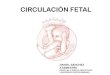 Circulación fetal y neonatal