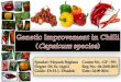 Genetic improvement in chilli