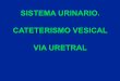 Cateterismo vesical vía uretral