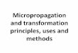 Micropropagation and transformation