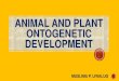 Ontogenetic Development of Drosophila
