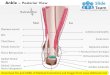 Ankle   posterior medical images for power point