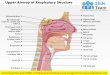 Upper airway of respiratory structure medical images for power point