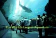 The world’s largest aquarium