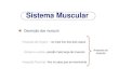Anatomia g sistema_muscular-anatomia