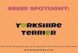 Hundido's Breed Spotlight: Yorkshire Terrier