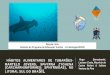 Hábitos alimentares de tubarão martelo jovem (shpyrna zygaena)