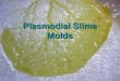 Lecture 24 slime molds