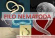 Filo nematoda: características y clasificación