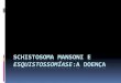 Schistosoma mansoni e esquistossomíase