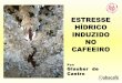 #Fenicafé - Palestra Glauber de Castro - Sistema de Estresse Hidrico no Cafeeiro