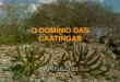 Dominio Caatinga