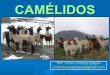 Tema 9. camélidos bolivia  2013