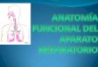 Anatomía funcional de la aparato respiratorio