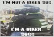 Awesome Harley Dogs and other 4-legged Bikers