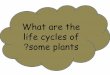 Life cycles of some plants