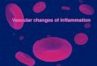 vascular changes in inflamation