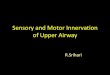 Sensory and motor innervation of upper airway