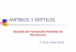 Anfibios y reptiles 1